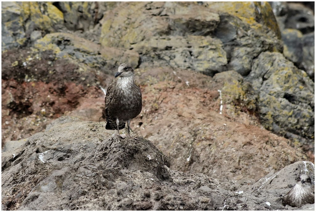 02 - Akaroa (12).jpg